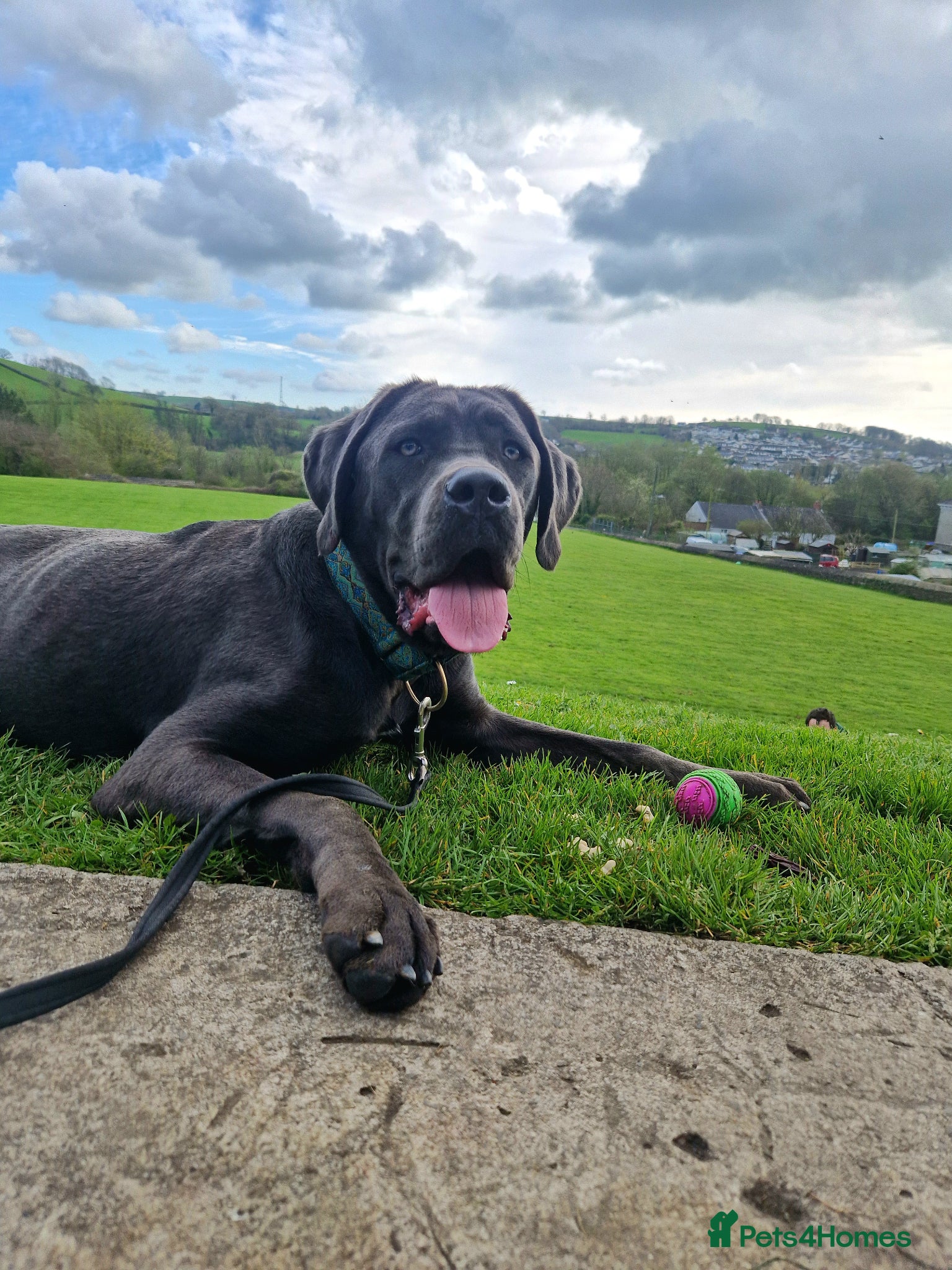 Cane Corso dogs for sale: Rehome Moose - Advert 1