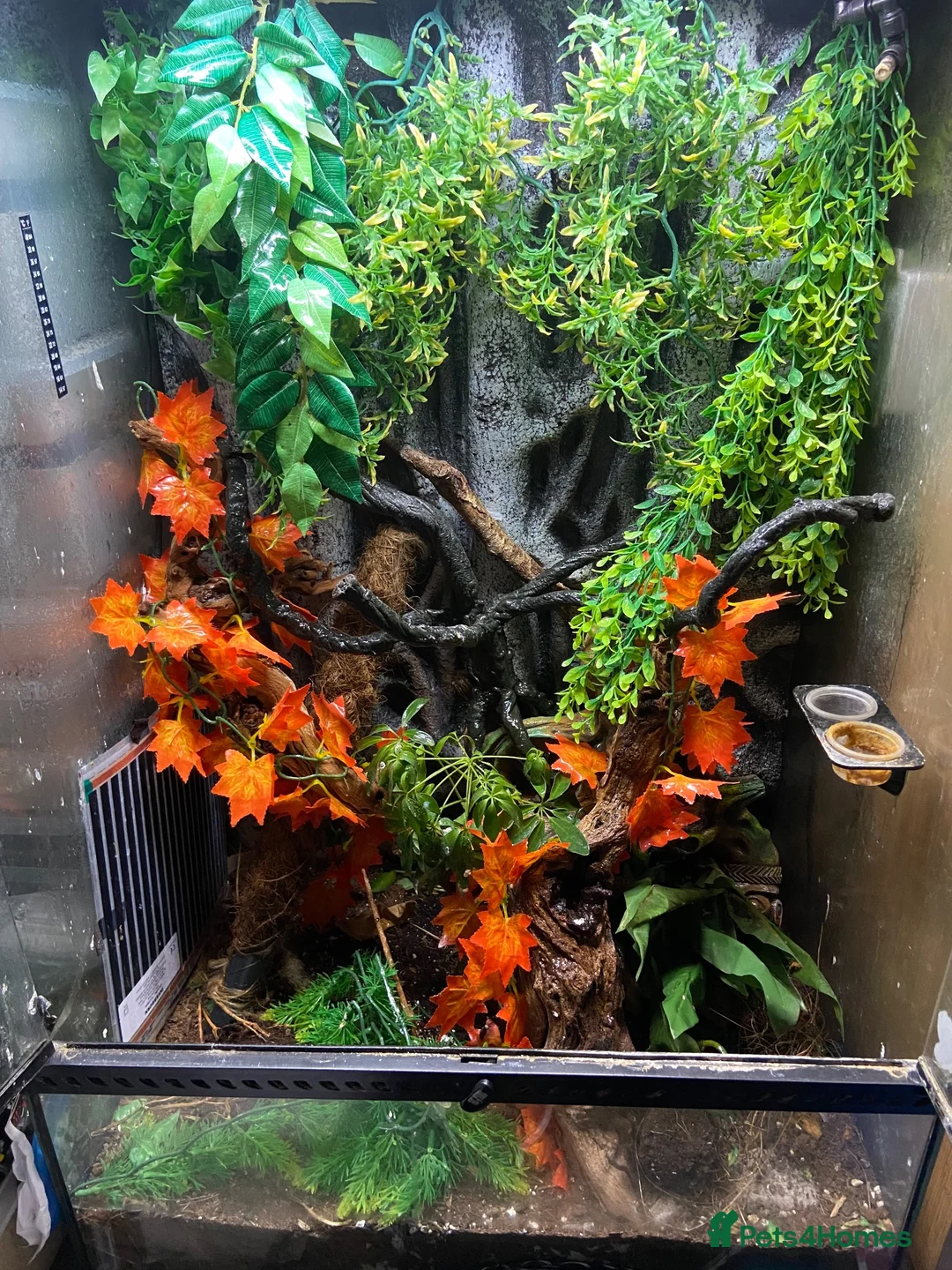 Gecko reptiles for sale: Sarasinorium giant gecko in Beckenham - Advert 4