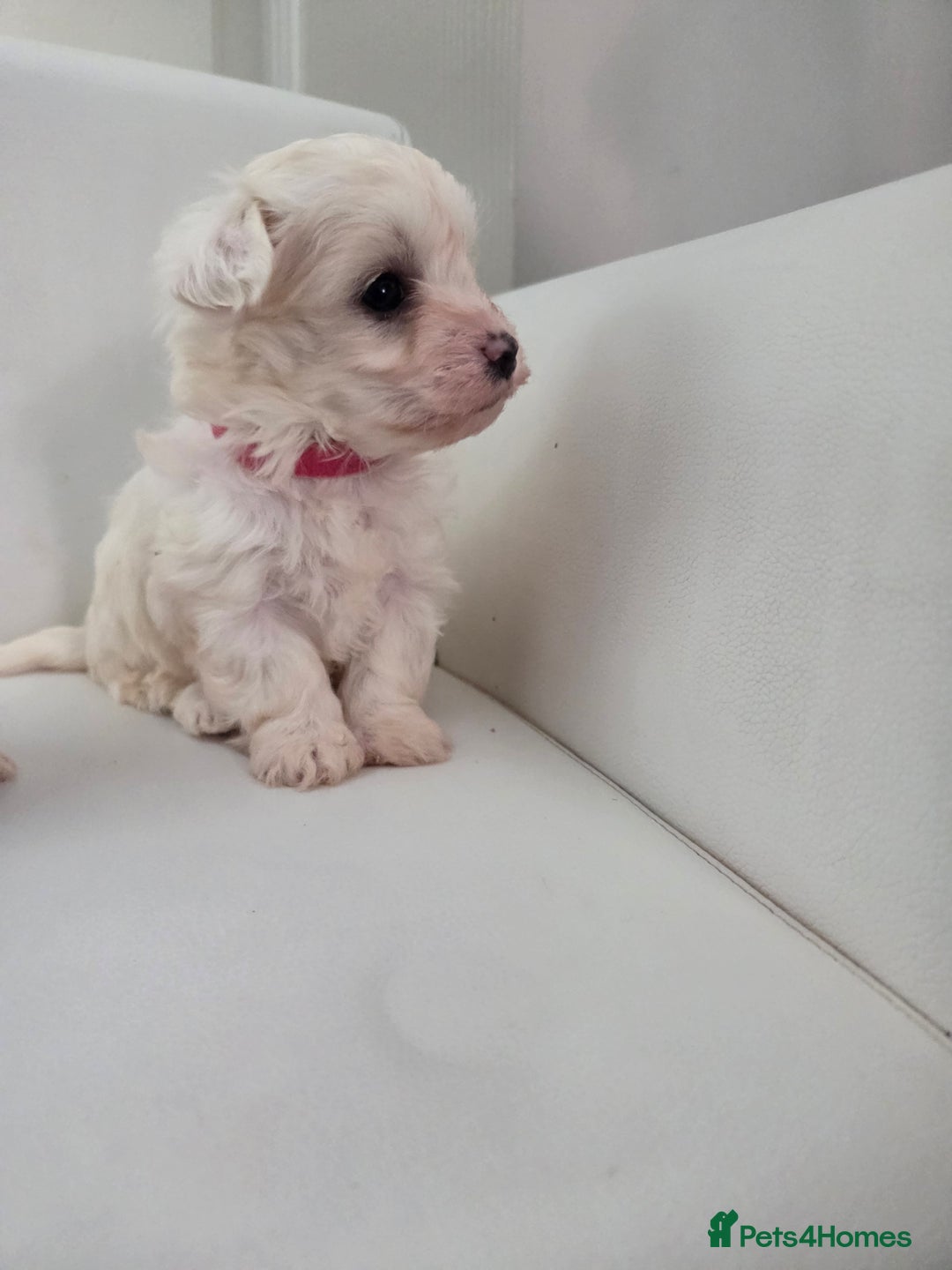 Maltese dogs for sale: Minture Mini Maltese puppies  - Advert 9