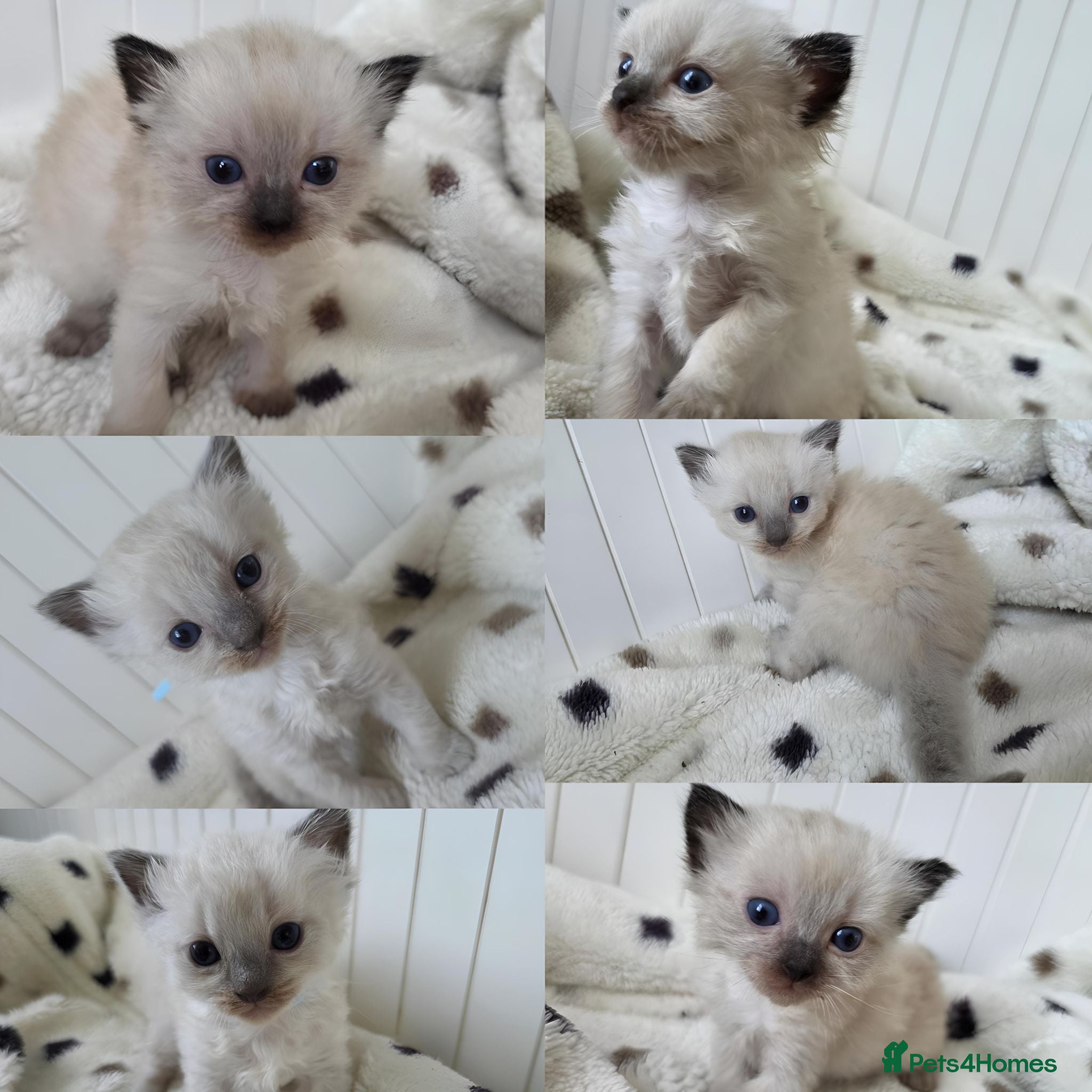 Ragdoll cats Ragdolls kittens. - Advert 1