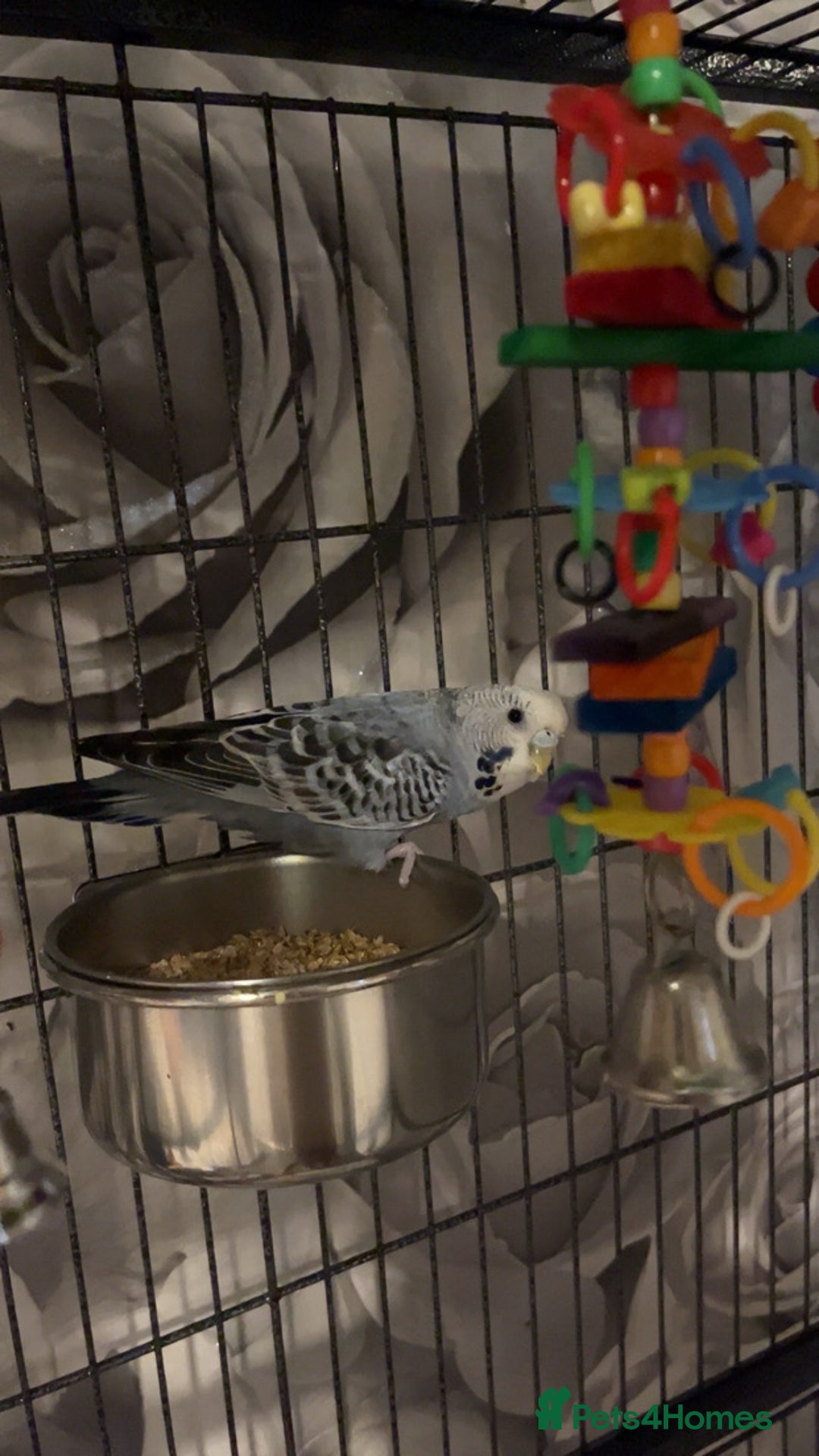 Budgerigars birds for sale: male budgies - Advert 8