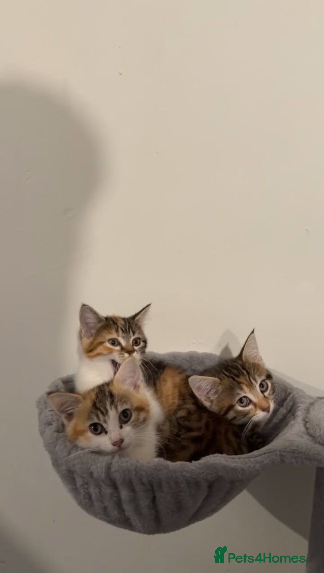 Domestic Shorthair cats for sale: Kittens for sale - Advert 1