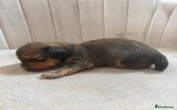 Miniature Dachshund dogs for sale: Gorgeous Long &short haired mini dachshund puppies - Image 31