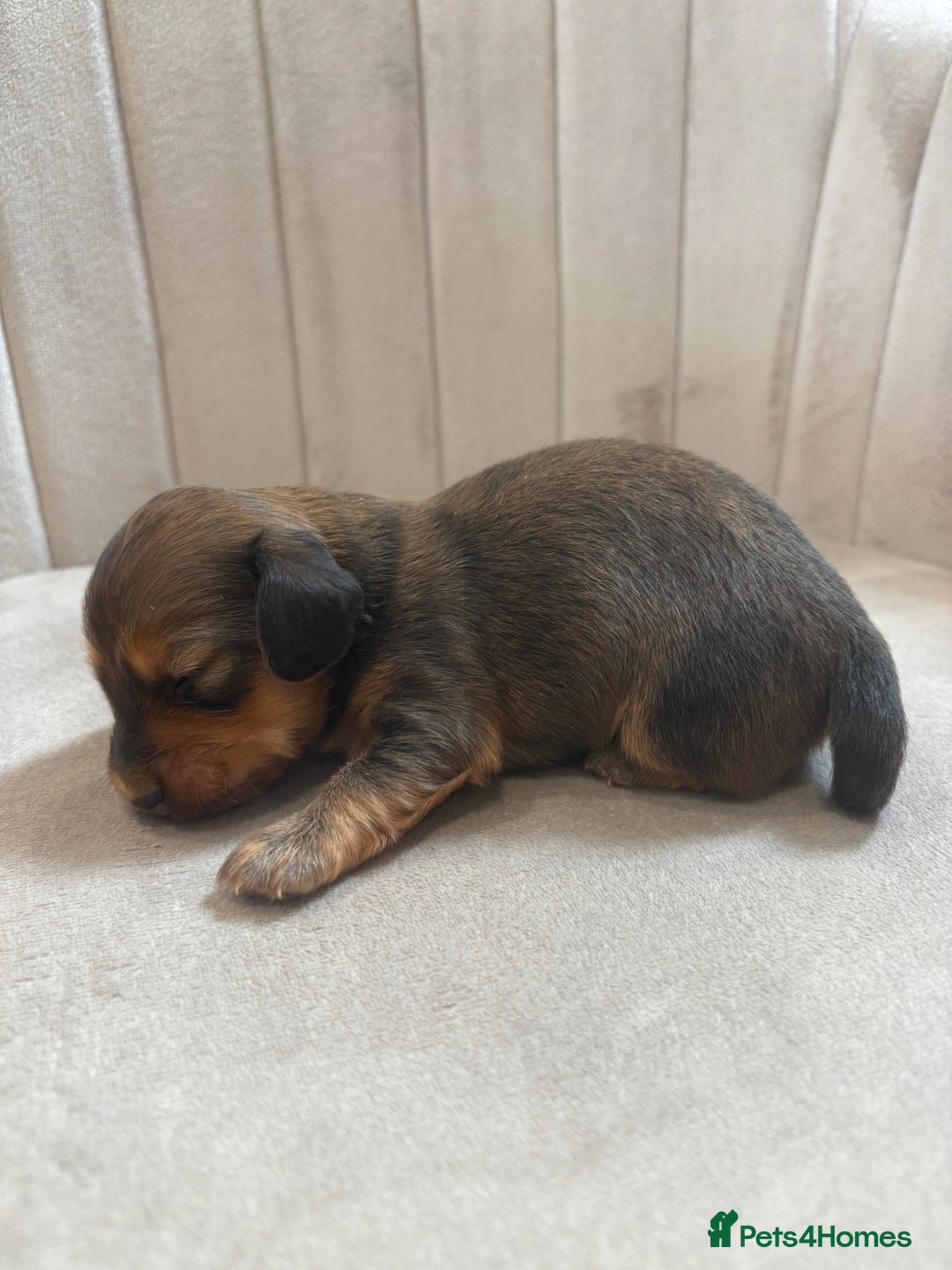 Miniature Dachshund dogs for sale: Gorgeous Long &short haired mini dachshund puppies - Image 31