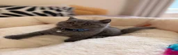 British Shorthair cats for sale: Beautiful British Shorthair Kittens! in London - Advert 11
