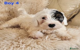 Sealyham Terrier dogs for sale: Sealyham terrier puppy’s  - Image 8