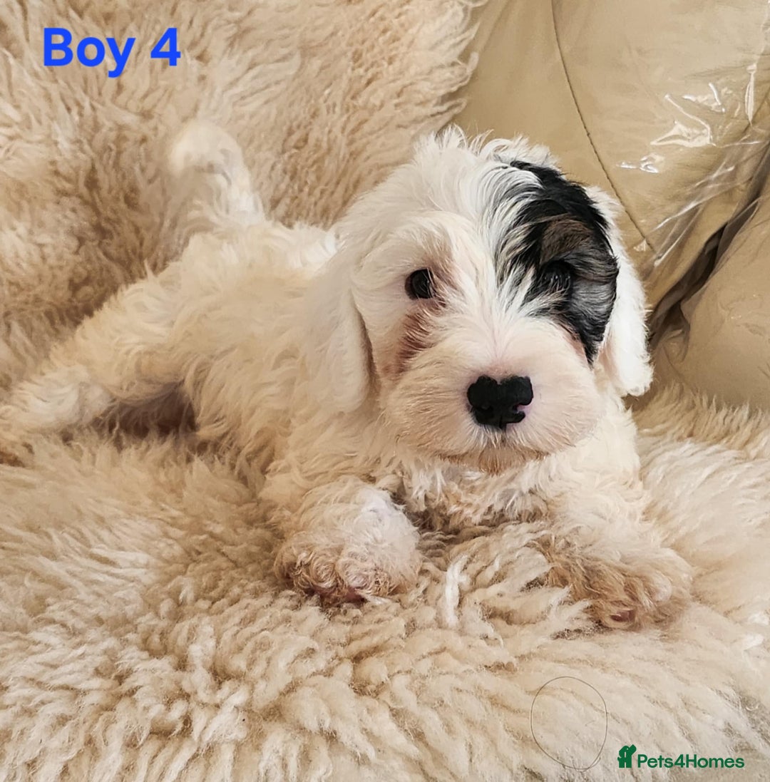 Sealyham Terrier dogs for sale: Sealyham terrier puppy’s  - Image 8