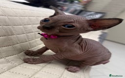 Sphynx cats for sale: Stunning Female Seal Point Canadian Sphynx Kitten - Image 3