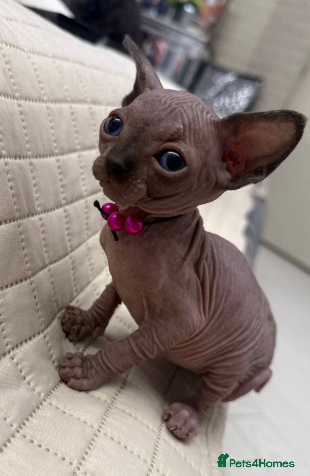 Sphynx cats for sale: Stunning Female Seal Point Canadian Sphynx Kitten - Image 3