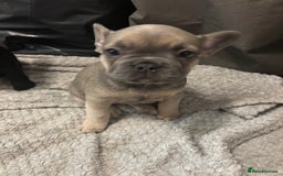 French Bulldog dogs for sale: French bulldogs ready now!  - Image 10