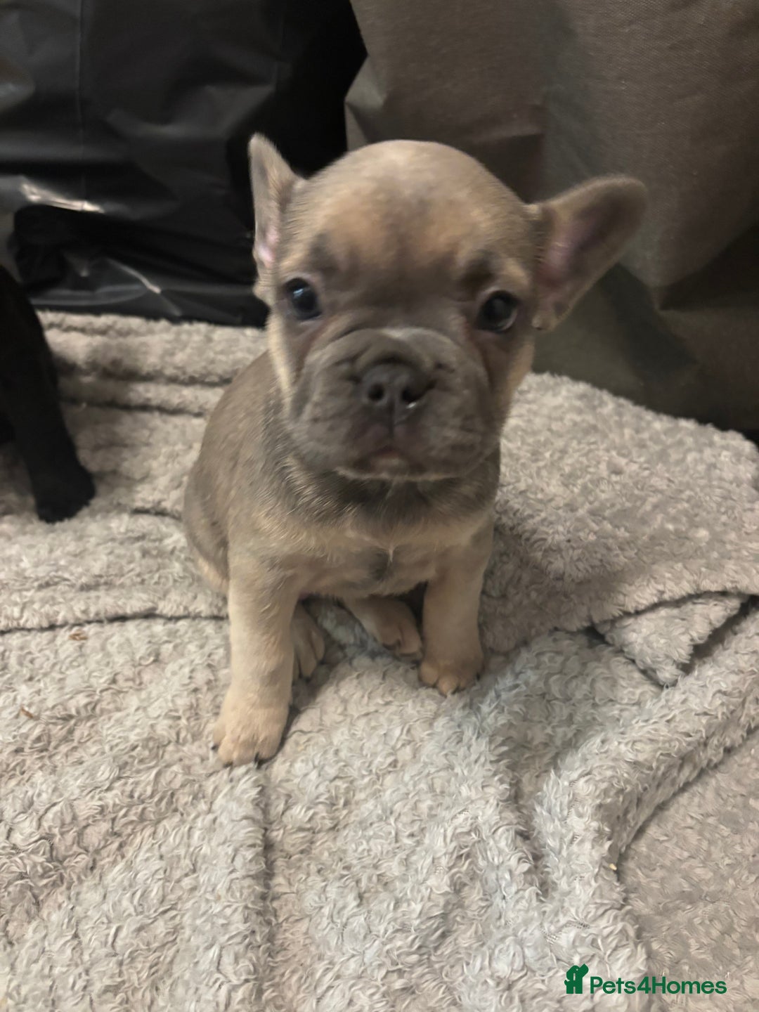 French Bulldog dogs for sale: French bulldogs ready now!  - Image 10