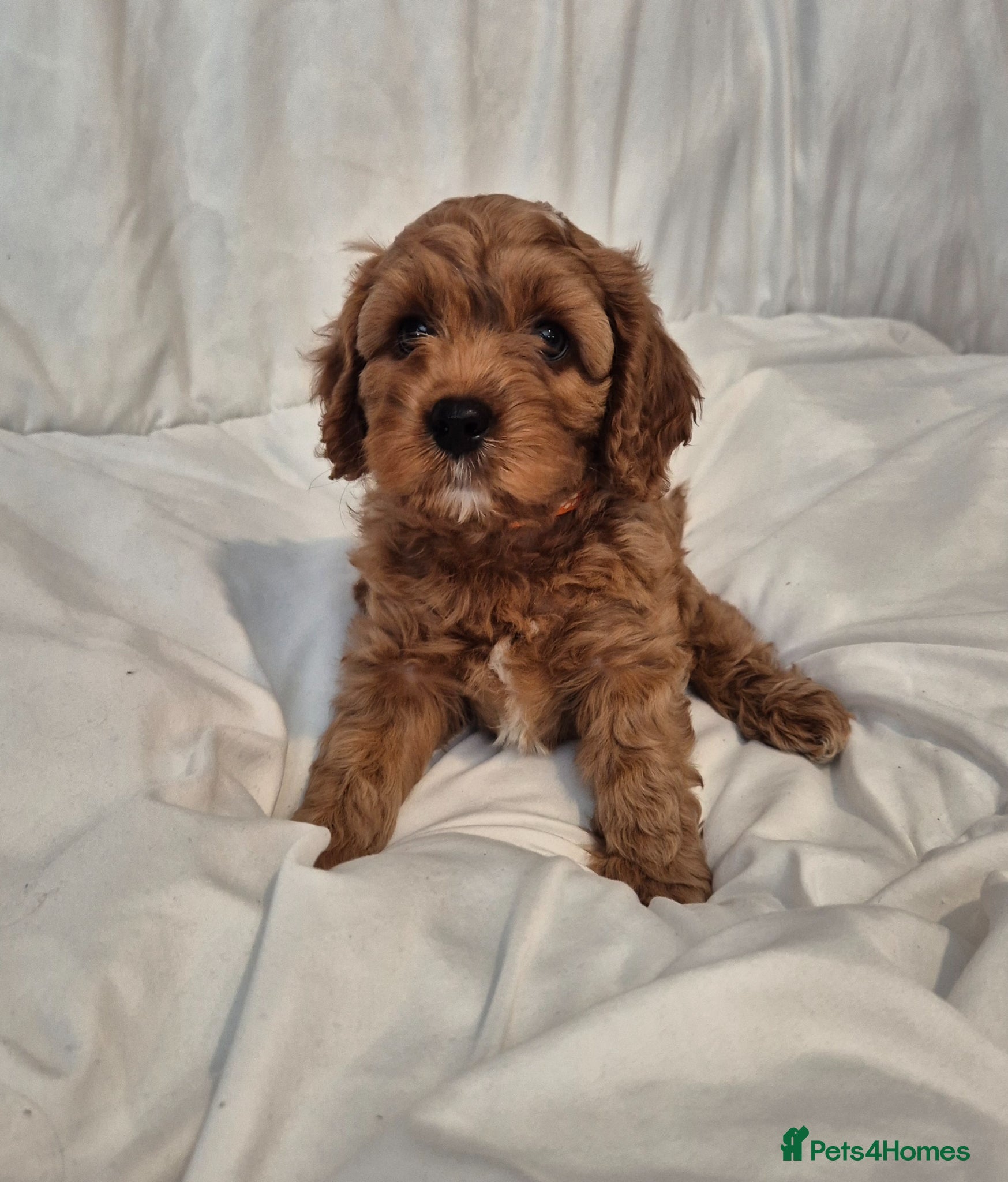 Cavapoo dogs Beautiful F1 Cavapoo puppies - Advert 5