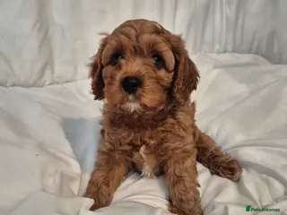 Cavapoo dogs Beautiful F1 Cavapoo puppies - Advert 5