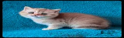 Scottish Fold cats for sale: TICA Registered Scottish kittens  in Peterborough - Advert 7