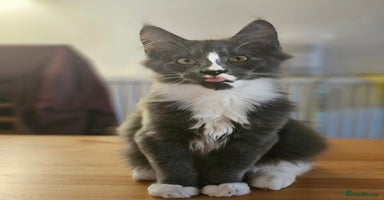 Maine Coon cats - Advert 9
