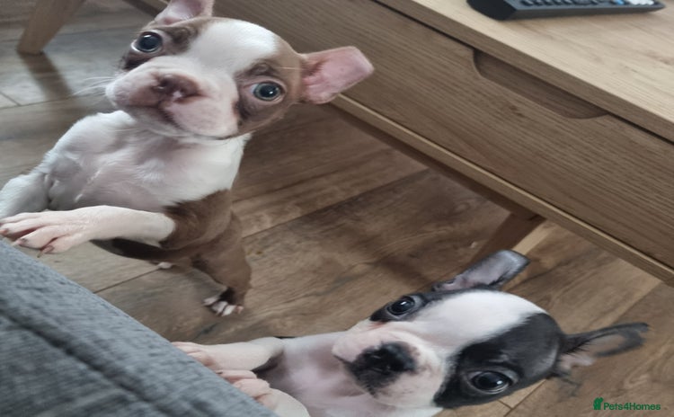 Boston Terrier dogs - Advert 1