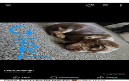 Cocker Spaniel dogs for sale: Cocker spaniels for sale  - Image 11