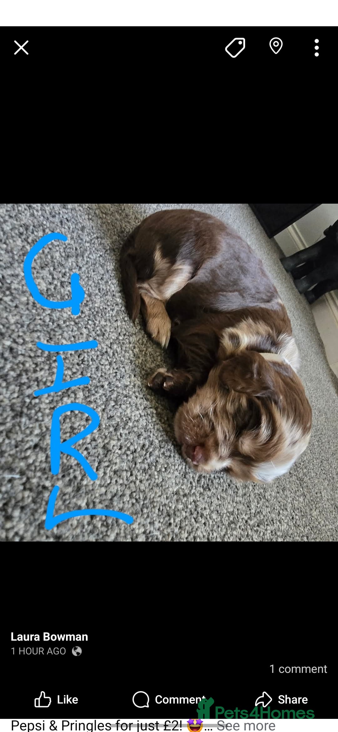 Cocker Spaniel dogs for sale: Cocker spaniels for sale  - Image 11