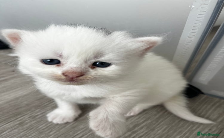 Mixed Breed cats - Advert 10