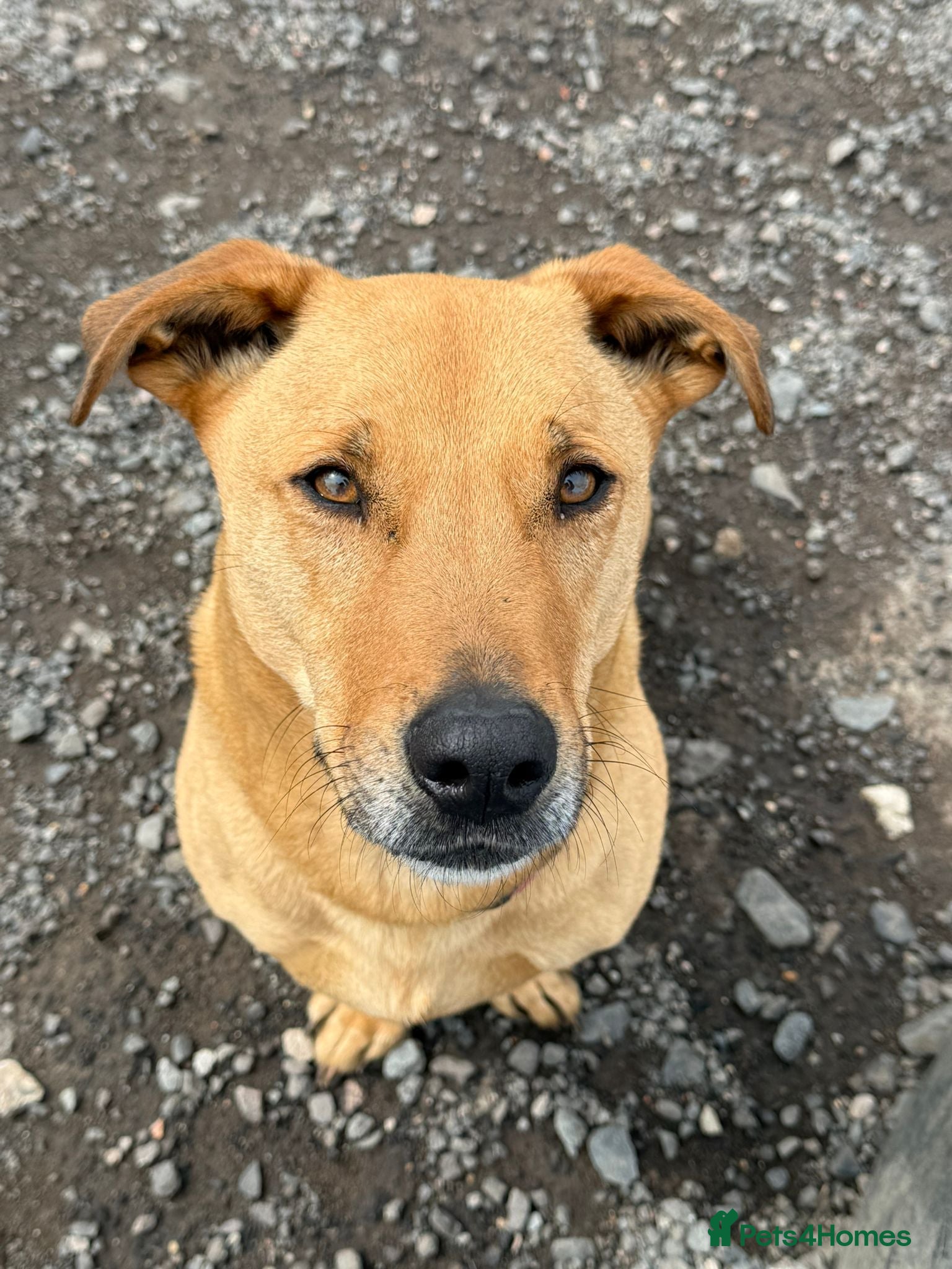 Mixed Breed dogs for adoption: Stevie 💙 - Advert 1