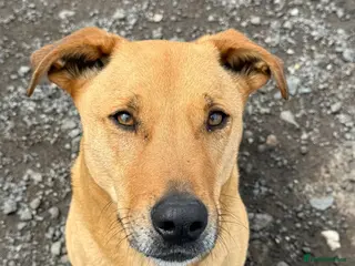 Mixed Breed dogs for adoption: Stevie đ - Advert 1