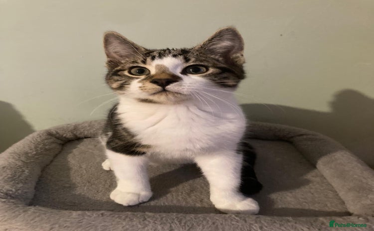 Domestic Shorthair cats - Advert 1