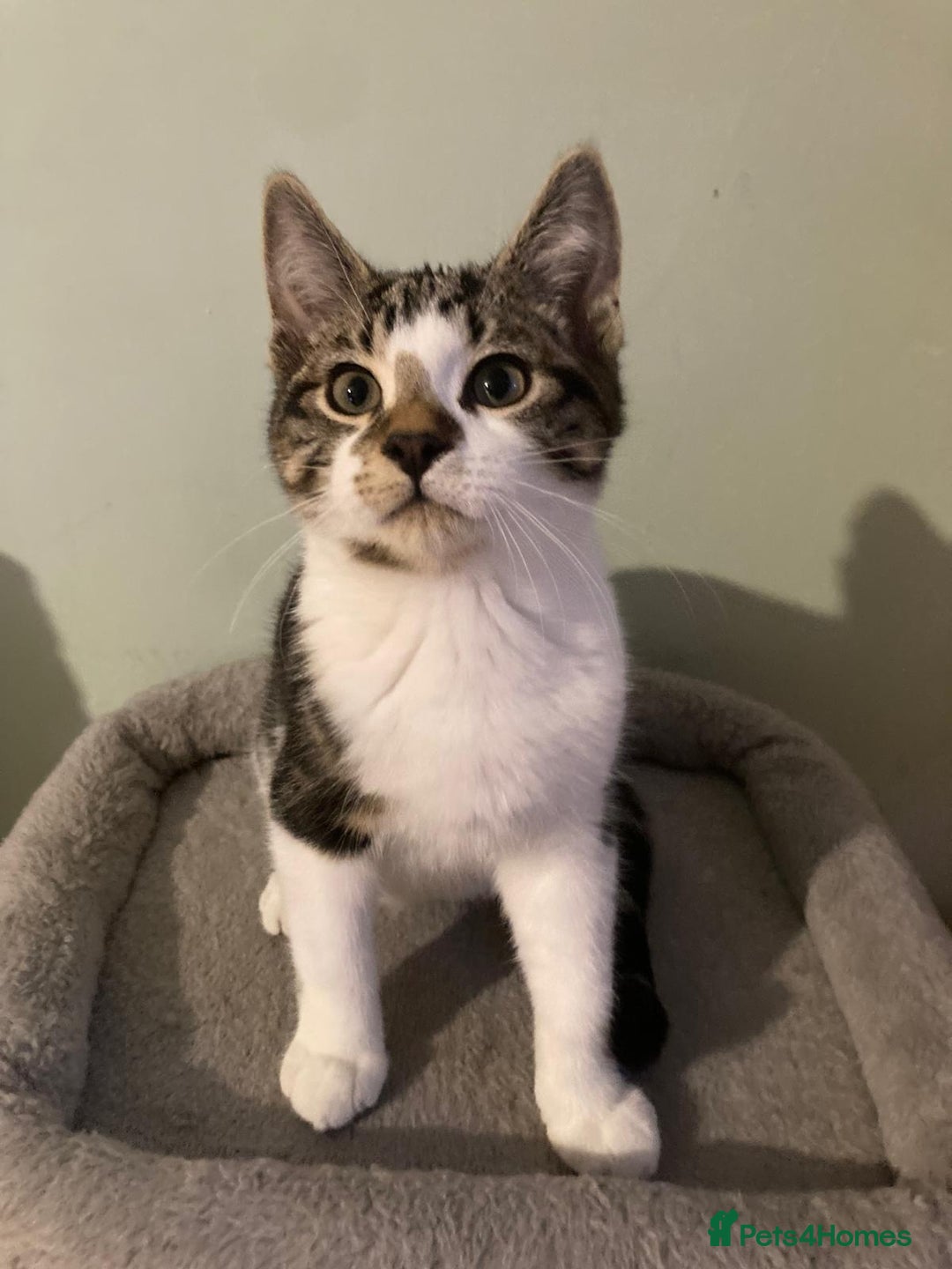 Domestic Shorthair cats for sale: Kitten theo   - Image 1