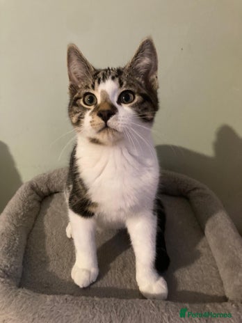 Domestic Shorthair cats - Advert 5