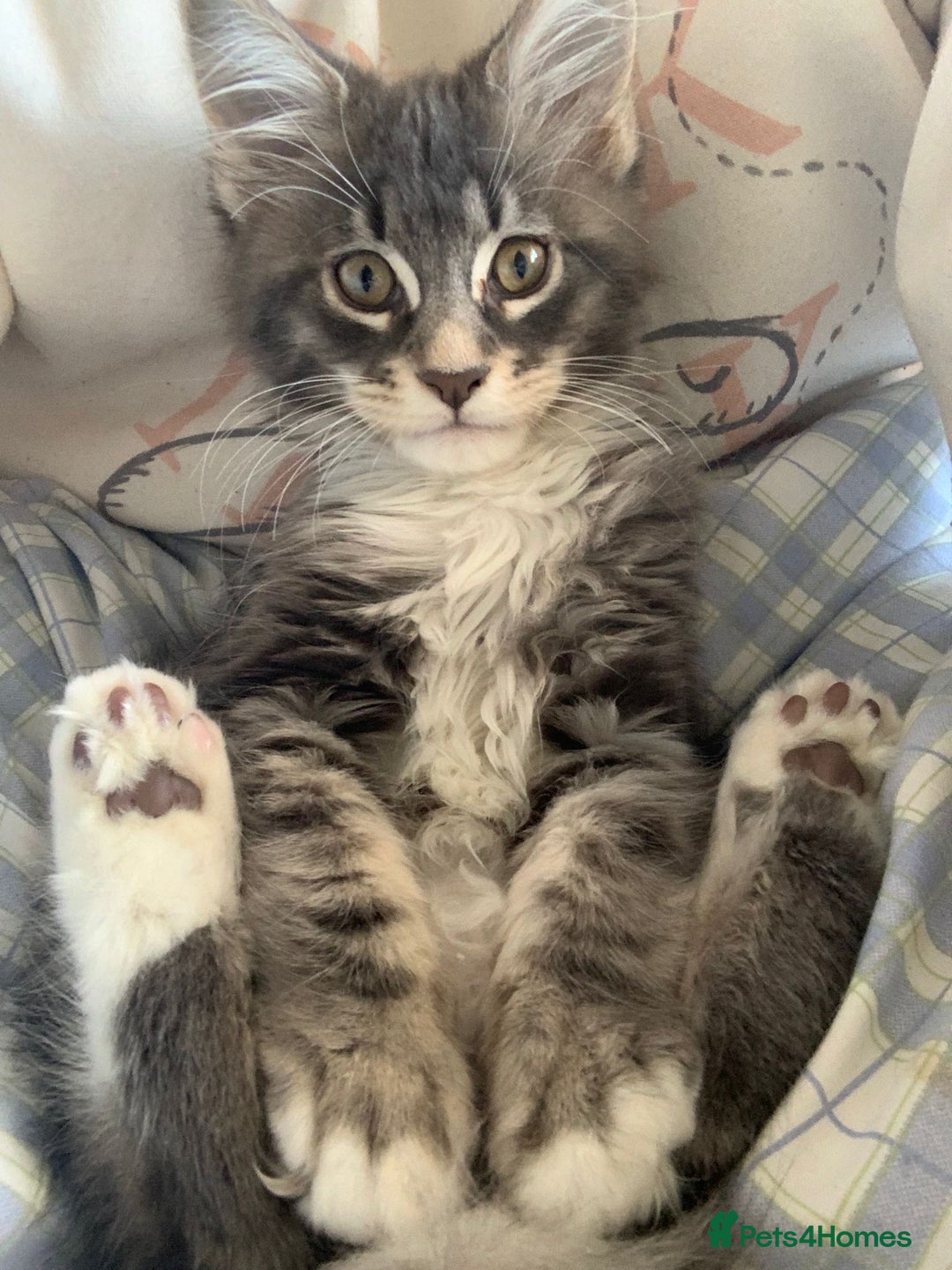 Maine Coon cats for stud: Champion Blue silver Maine Coon TICA GCCF Pedigree in Irvine - Advert 9