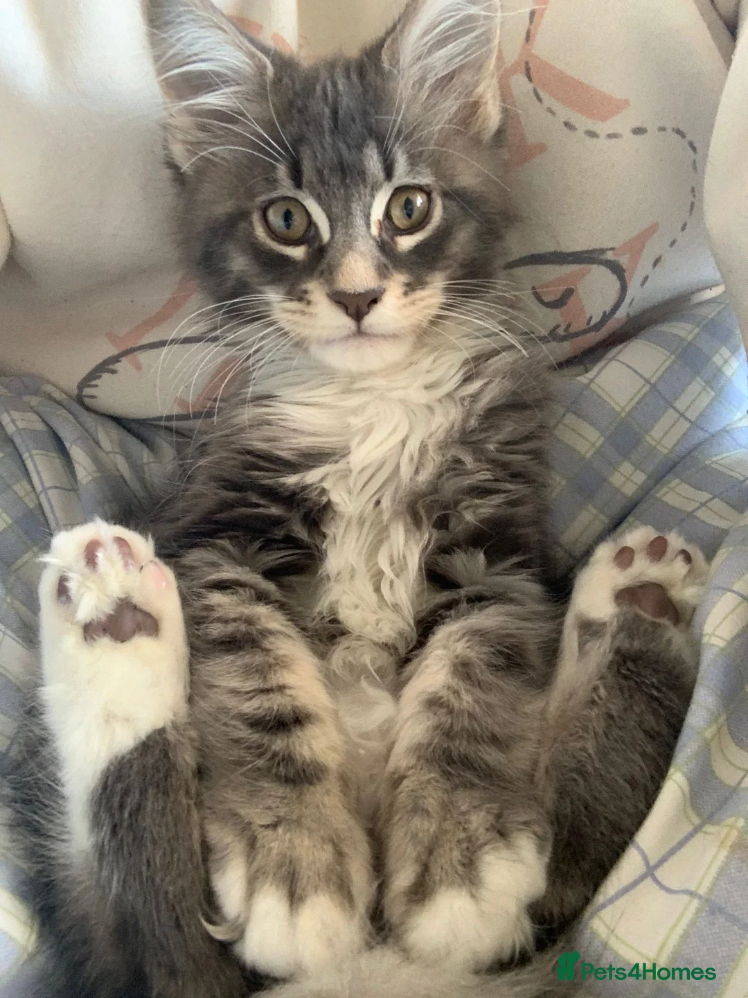 Maine Coon cats for stud: Champion Blue silver Maine Coon TICA GCCF Pedigree in Irvine - Advert 9