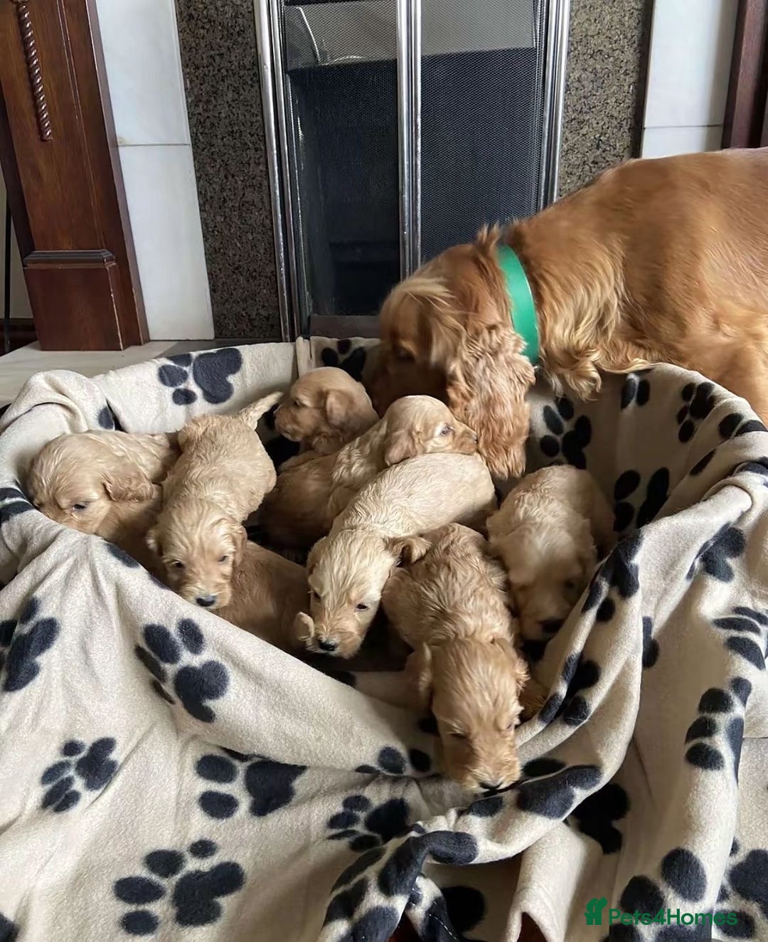 Cockapoo dogs for sale: Adorable cockapoo puppies - Advert 5