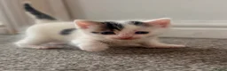 Mixed Breed cats for sale: kittens ready 16/10 - Advert 17
