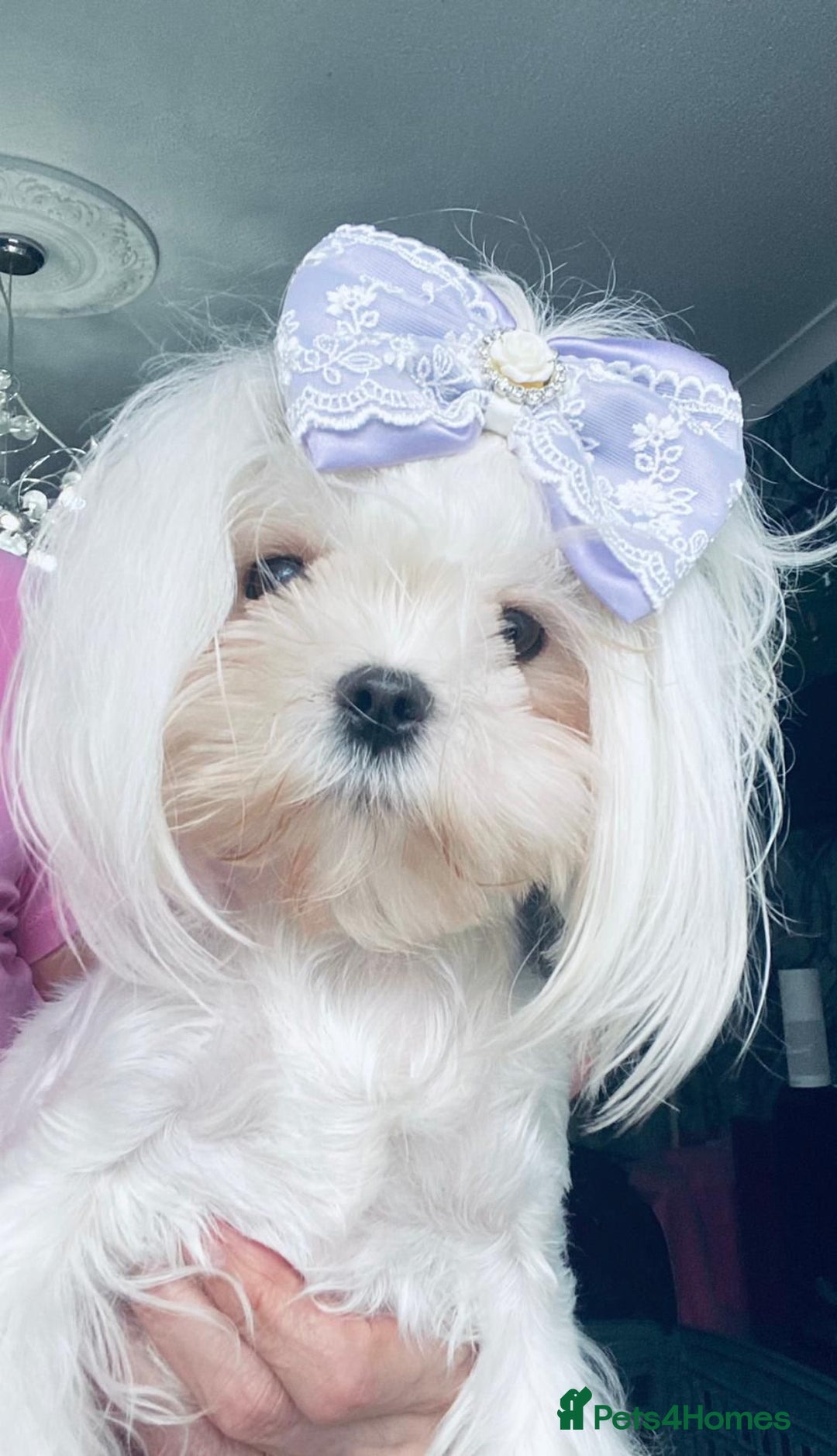 Maltese dogs for sale: Korean doll face puppies - Advert 2