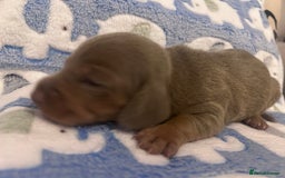 Dachshund dogs for sale: mini dachshunds 🐶 💚 - Advert 3