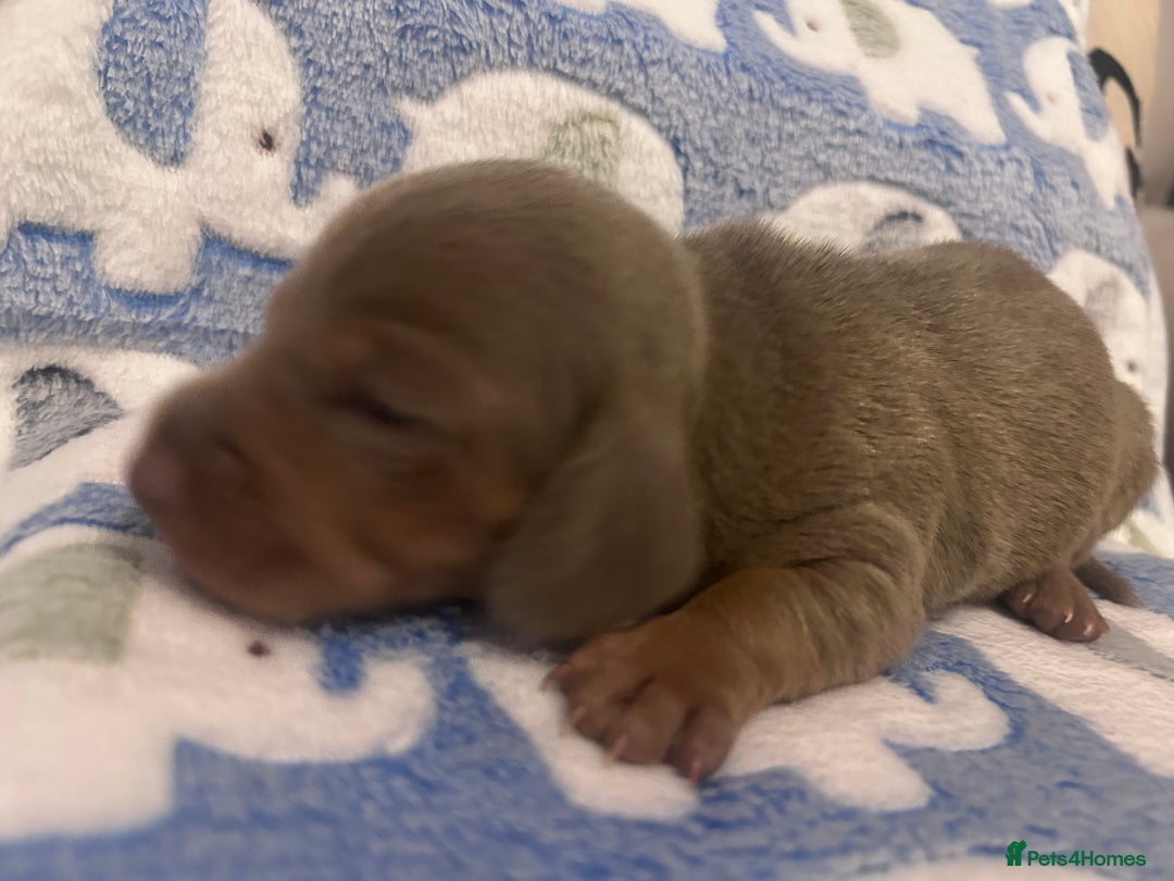Dachshund dogs for sale: mini dachshunds 🐶 💚 - Advert 3