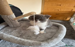 British Shorthair cats for sale: Blue bi colour female kitten - Image 1