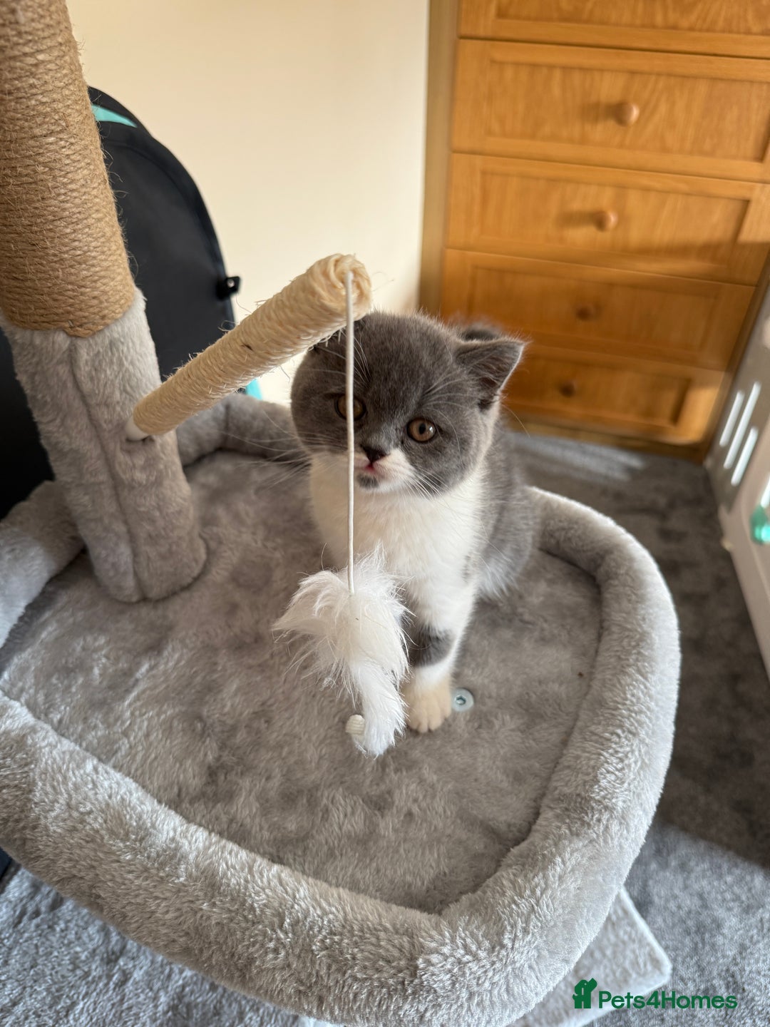 British Shorthair cats for sale: Blue bi colour female kitten - Image 1