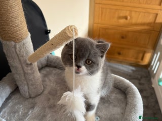 British Shorthair cats - Advert 22