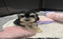 Cockapoo dogs for sale: Beautiful F1 Cockapoo puppies  - Image 30