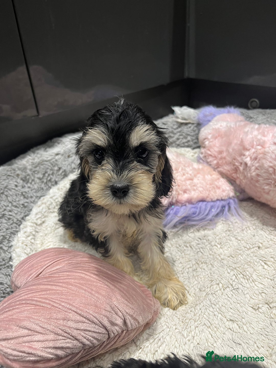 Cockapoo dogs for sale: Beautiful F1 Cockapoo puppies  - Image 30