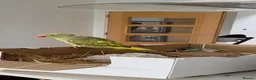 Ringnecks birds for sale: Pied Ringneck - Advert 1