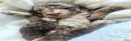Cockapoo dogs for sale: Beautiful F1b Minature Cockapoos - Advert 21