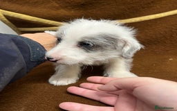 Jackapoo dogs for sale: Beautiful Jackapoo Puppies, READY NOW - Image 23