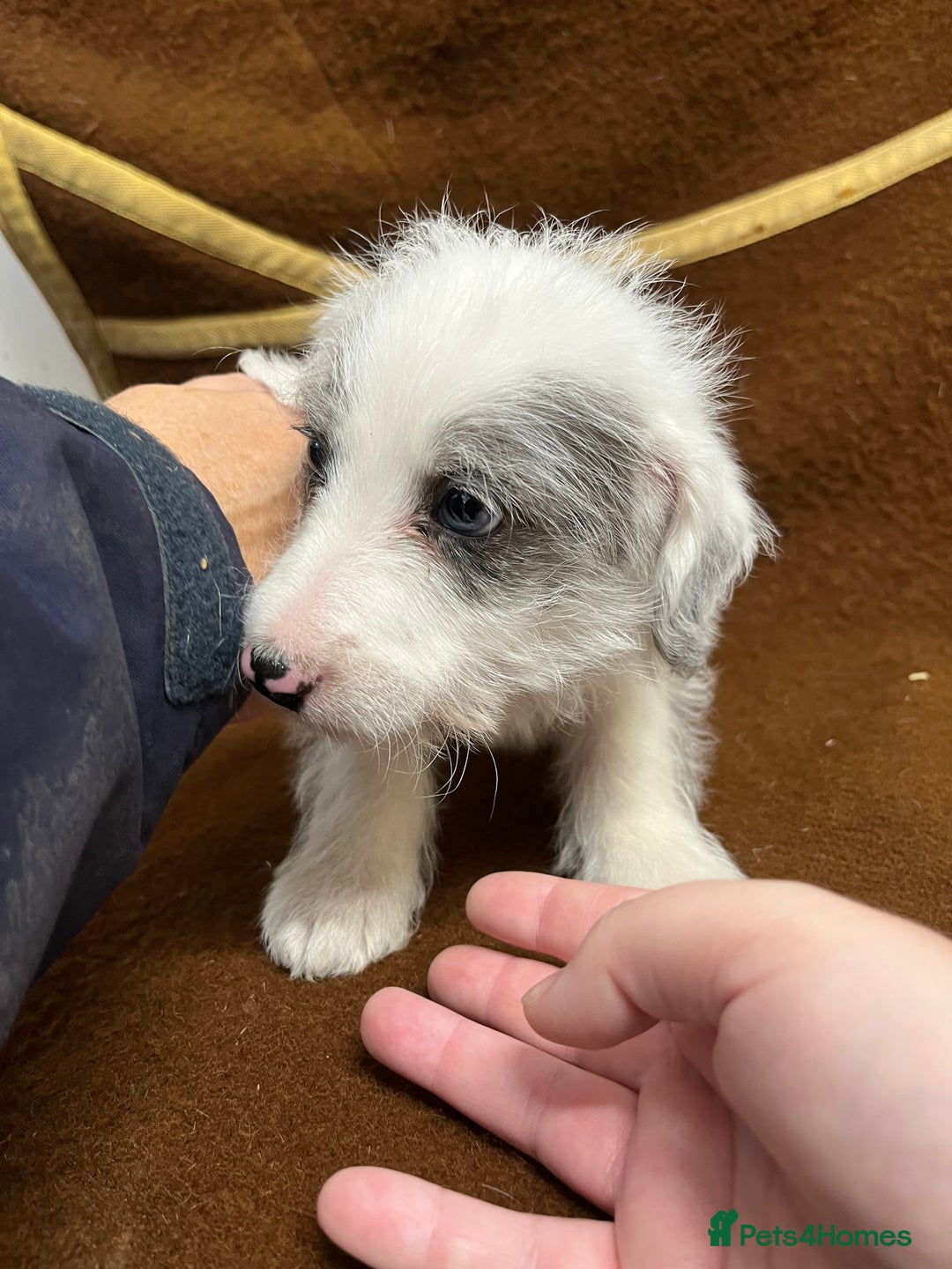 Jackapoo dogs for sale: Beautiful Jackapoo Puppies, READY NOW - Image 23