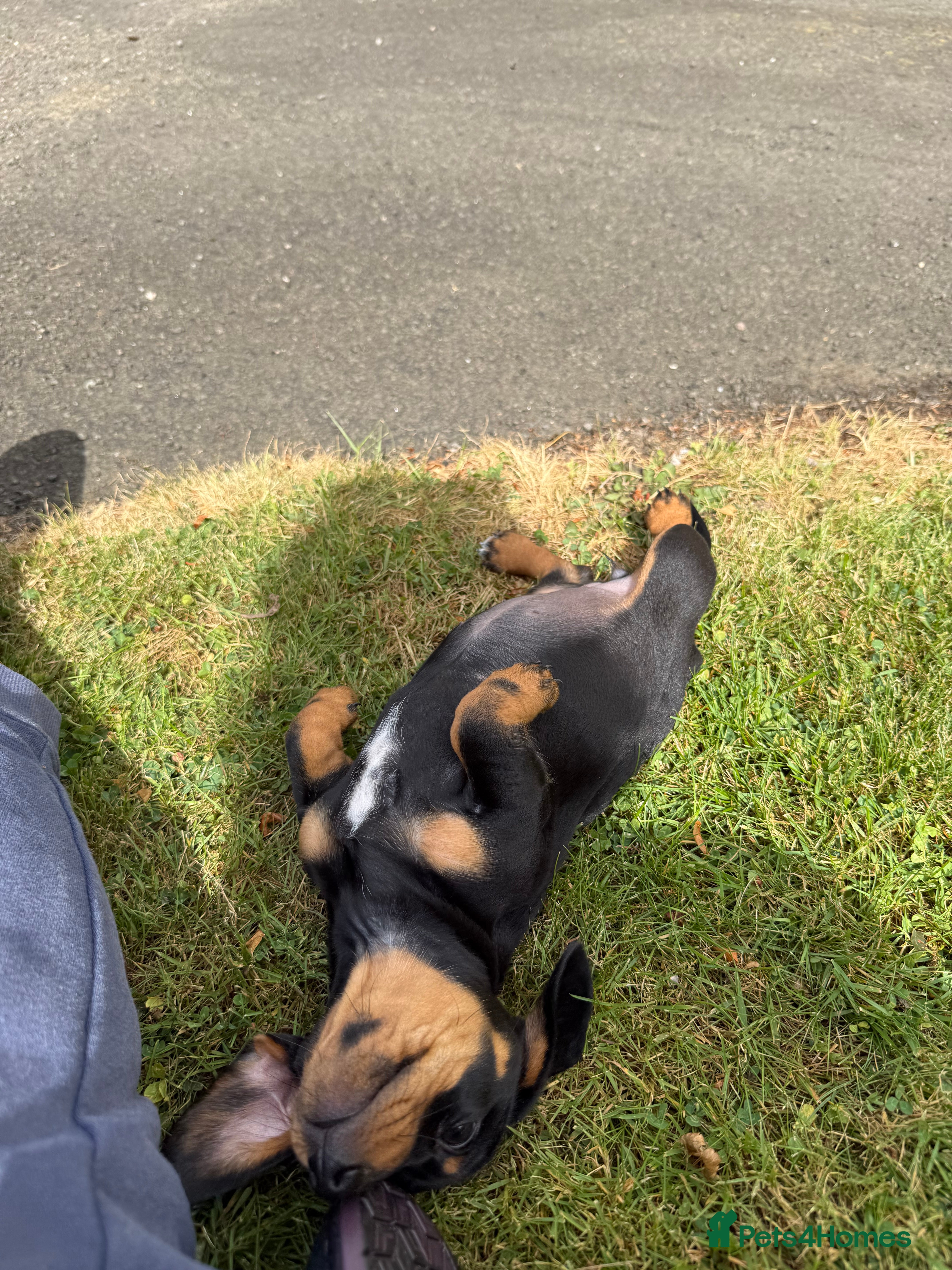 Miniature Dachshund dogs Three miniature dachshund puppies (prices vary) - Advert 2
