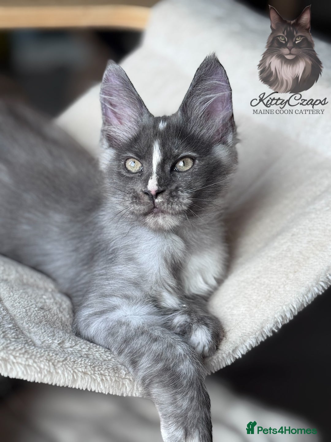 Maine Coon cats for sale: 🌟🌟Beautiful Maine Coon kittens 🌟🌟 - Image 2