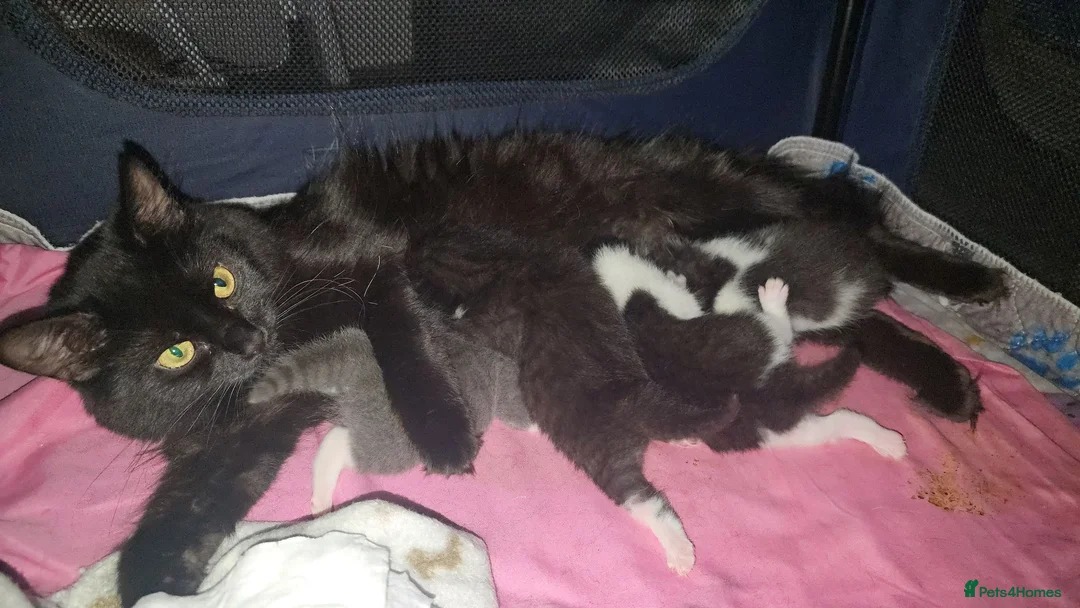 Mixed Breed cats for sale: Male kitten  - Advert 1