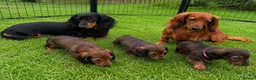 Miniature Dachshund dogs for sale: 3 Miniature Longhaired Dachshund Girls for Sale - Advert 8