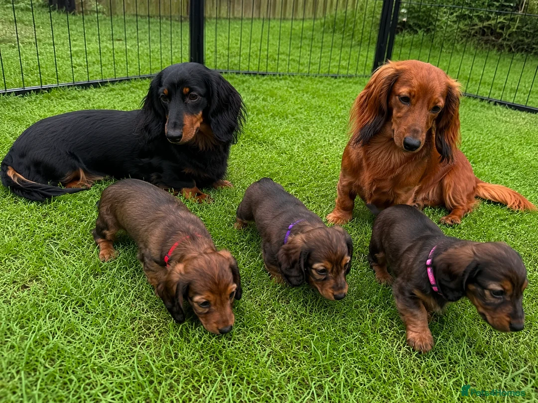 Miniature Dachshund dogs for sale: 3 Miniature Longhaired Dachshund Girls for Sale - Advert 8