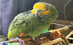 Parrots birds for sale: Amazon orange tailed - Image 6